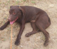 Toby